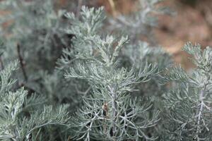 A close up of a plant with gray leaves photo