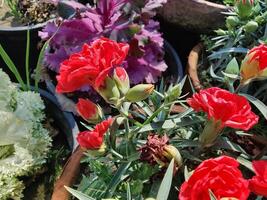 A group of red flowers in a pot photo