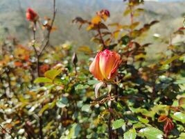 A rose in bloom with mountains in the background photo