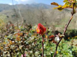 A single red rose bud on a stem in a field photo