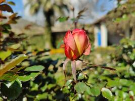 A rose in bloom in front of a house photo