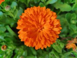 An orange flower is in the middle of a green plant photo