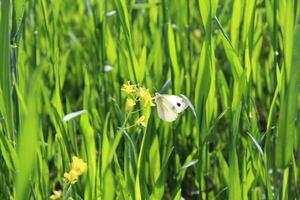 A white butterfly is sitting on some green grass photo