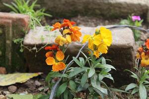 A group of flowers growing in a garden photo