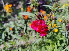 A red flower is in the middle of a field photo