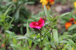 A single red flower in a field of green photo