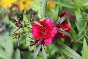 A red flower with yellow and green leaves photo