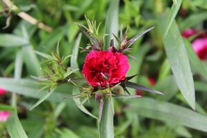 A red flower with green leaves photo