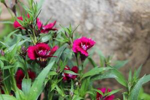 A close up of some red flowers in a garden photo