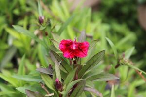A single red flower is growing in a green plant photo