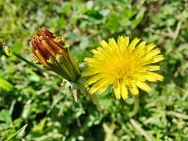 A yellow dandelion with a red flower photo