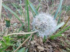 A dandelion with a white flower in the middle of the field photo
