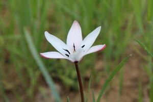 A single white flower is standing in the grass photo