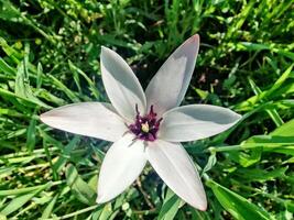 A white flower with a purple center in the grass photo