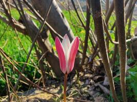 A single pink and white flower is growing in the grass photo