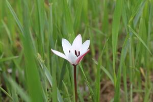 A single white flower in the middle of tall grass photo