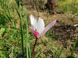 A single flower in a field of grass photo