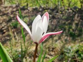 A single white and pink tulip in the grass photo