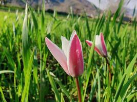 Two pink and white tulips in a field photo