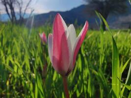 A single flower in the grass with a mountain in the background photo