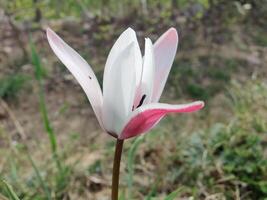 A single white and pink flower is standing in the grass photo