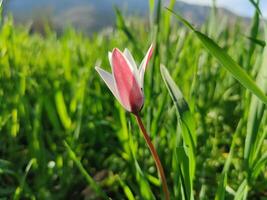 A single pink flower is standing in the grass photo