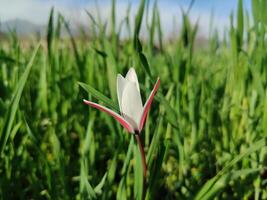 A single white flower in a field of green grass photo