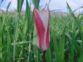 A single pink and white tulip in a field photo