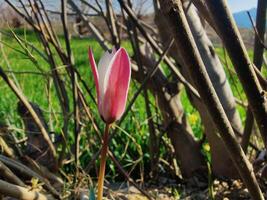 A single pink and white tulip is growing in the grass photo