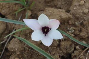 A single flower in the dirt photo