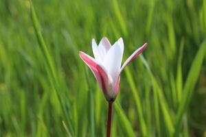 A single flower is standing in the middle of a field photo