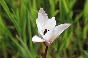 A single white flower is in the middle of a green field photo
