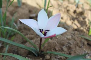 A single flower growing in the dirt photo