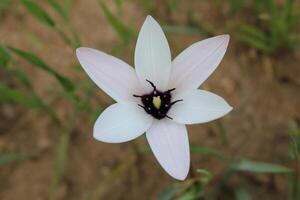 A white flower with a black center is in the dirt photo