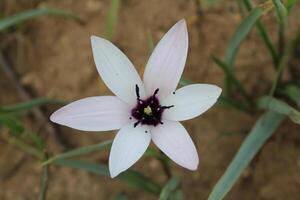 A single flower with a purple center photo