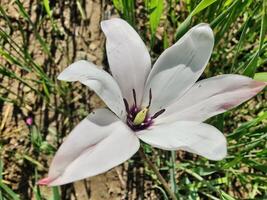 A single white flower in the middle of a field photo