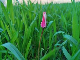 A single pink flower is standing in the middle of a field photo