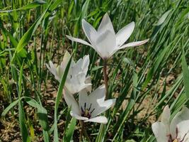 A group of white flowers in a field photo