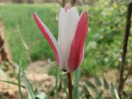 A single white and pink tulip with a green background photo
