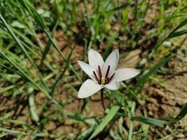 A single white flower in the middle of some grass photo