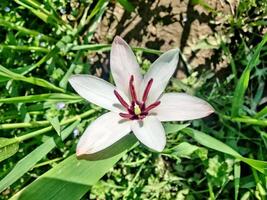 A single white flower with red petals in the grass photo
