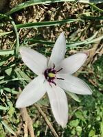 A white flower with a purple center is growing in the grass photo