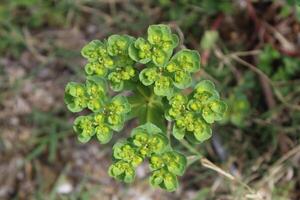 A plant with green flowers in the grass photo