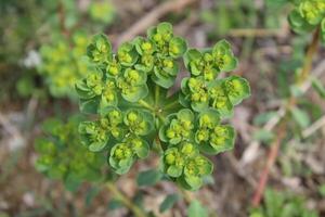 A plant with green leaves and flowers in the grass photo