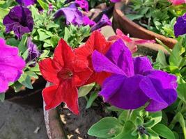 Many different colored flowers in pots photo