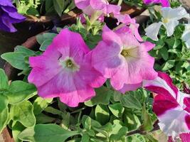 A close up of several purple and white flowers photo