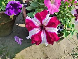 A flower pot with two flowers in it photo