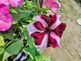 A close up of a flower with purple and white stripes photo