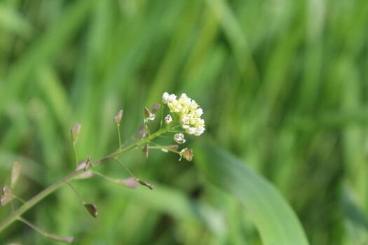 A small white flower is in the middle of a green field photo