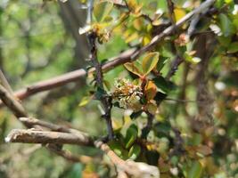 A small branch with a few flowers on it photo